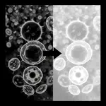 Lab Newsletter — August 22, 2026: Seeing More With Less Light